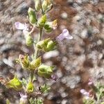 Teucrium botrys Flower