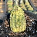 Euphorbia obesa 叶