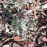 Oenothera lindheimeri Plante entière