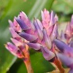 Aechmea fendleri Kvet