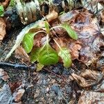 Pyrola elliptica পাতা