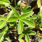 Alchemilla alpina Leaf