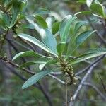Myrsine asymmetrica Συνήθη χαρακτηριστικά