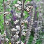 Salvia austriaca Vrucht