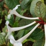 Rhododendron solitarium Blüte