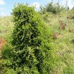 Turraea mombassana Συνήθη χαρακτηριστικά