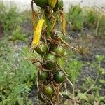 Asphodeline lutea Fruit