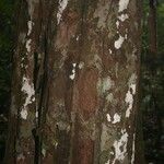 Chrysophyllum pomiferum Corteza
