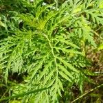 Ambrosia artemisiifolia Blatt