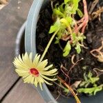 Dorotheanthus bellidiformis Flower