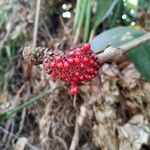 Anthurium schlechtendalii Meyve