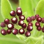 Psiadia anchusifolia Flower