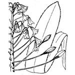 Bellevalia ciliata Beste bat
