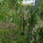 Prunus serotina 整株植物