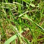 Leersia hexandra Leaf