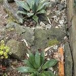 Agave inaequidens 叶