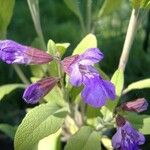 Salvia officinalisBlomst