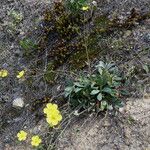Diatelia tuberaria Libunga