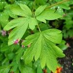 Lamprocapnos spectabilis Blatt