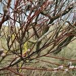 Salix discolor Bark