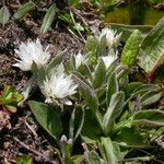 Anaphalioides papuana Hábito