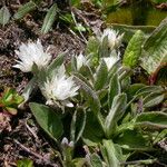 Anaphalioides papuana Habit