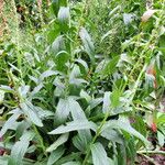 Digitalis lutea 葉