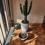 Euphorbia ingens Folha