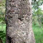 Parinari excelsa Casca