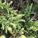 Arthrocnemum macrostachyum Likasa