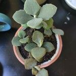 Kalanchoe millotii برگ