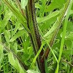 Crepis biennis Bark