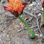 Scadoxus multiflorus Virág