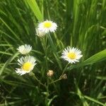 Erigeron annuusЦвят