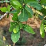 Commiphora madagascariensis Лист