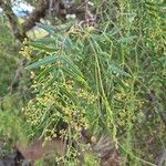 Schinus molleഇല