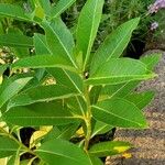 Asclepias purpurascens Leaf