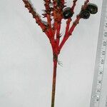 Reinhardtia simplex 果實