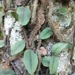 Microgramma vacciniifolia 葉