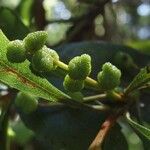 Myrica faya Fruto