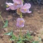 Penstemon palmeri花