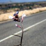 Pseuderucaria teretifolia (زهرة)