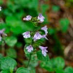 Clinopodium nepetaफूल