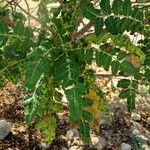 Boswellia sacra Leaf