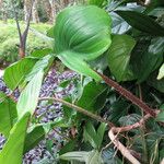 Philodendron squamiferum Other