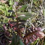 Valeriana calcitrapae Blad