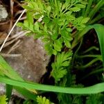 Cryptogramma crispa Blatt