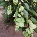Hymenocardia ulmoides Fruto