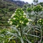 Echium leucophaeum