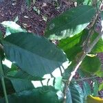 Coffea arabica Leaf